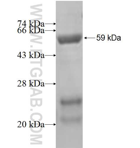 NR1H3 fusion protein Ag5697 SDS-PAGE
