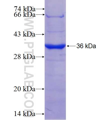 NR1H3 fusion protein Ag6184 SDS-PAGE