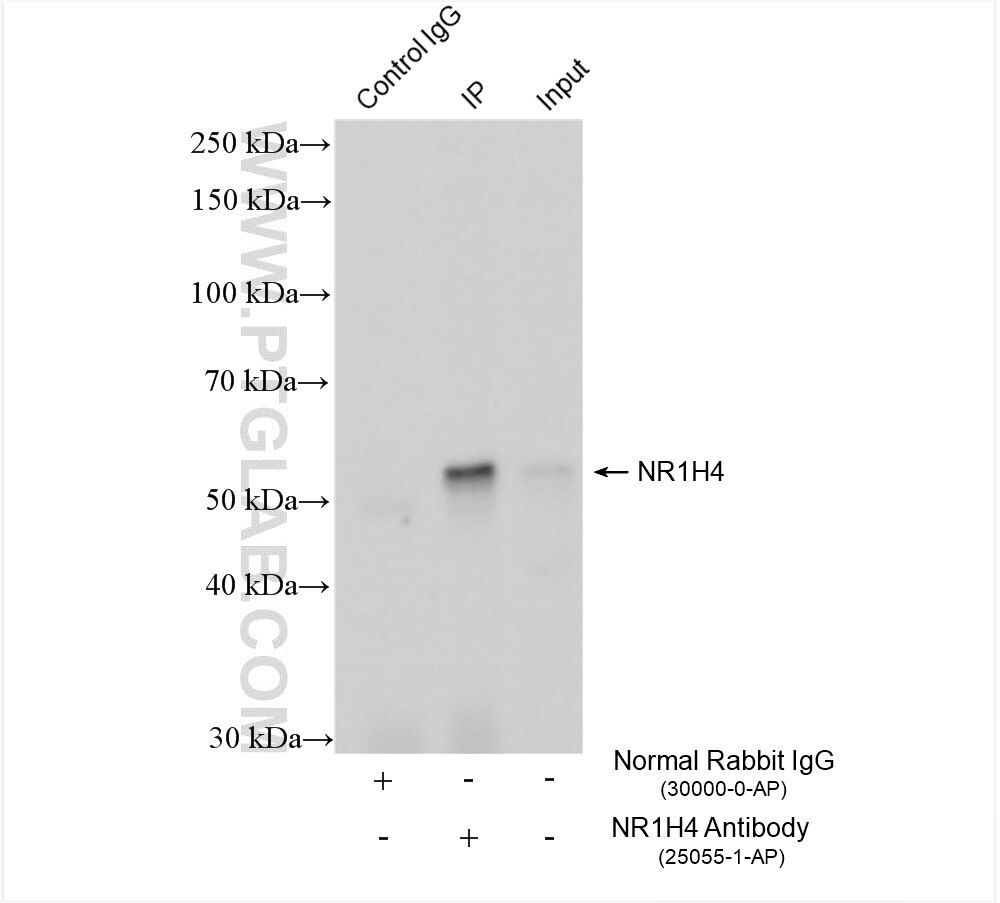 Immunoprecipitation (IP) experiment of rat liver tissue using NR1H4 Polyclonal antibody (25055-1-AP)