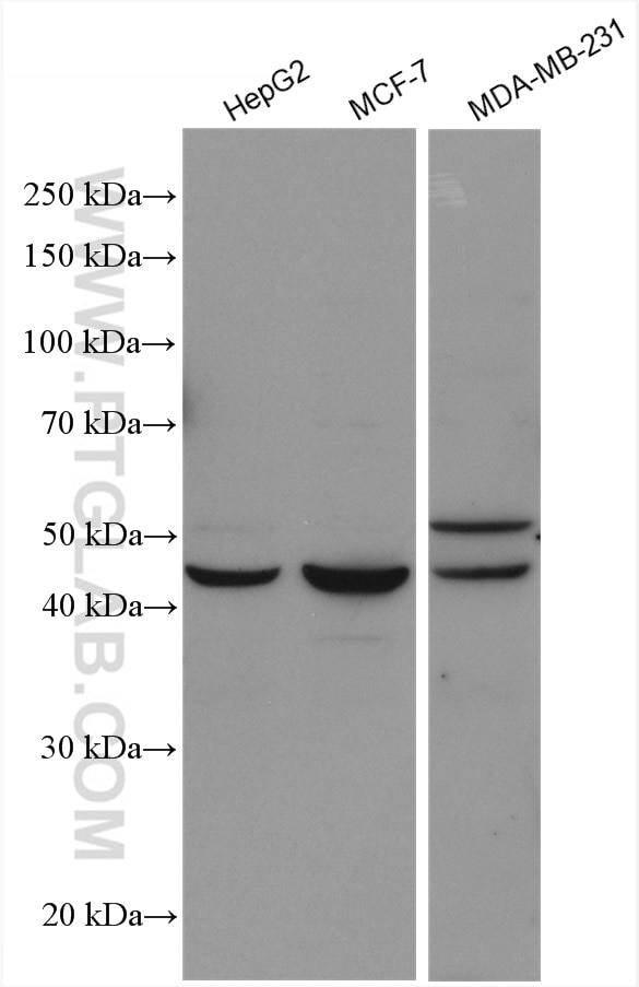 Western Blot (WB) analysis of various lysates using NR1H4 Polyclonal antibody (25055-1-AP)