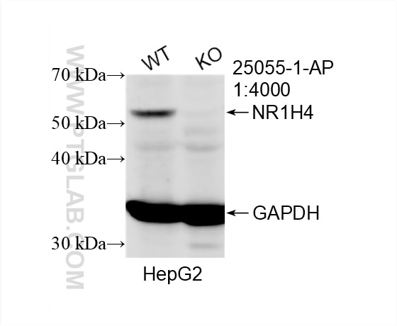 Western Blot (WB) analysis of HepG2 cells using NR1H4 Polyclonal antibody (25055-1-AP)