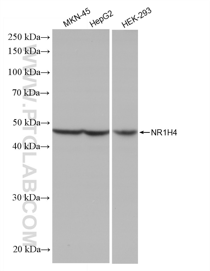 Western Blot (WB) analysis of various lysates using NR1H4 Recombinant antibody (81820-2-RR)