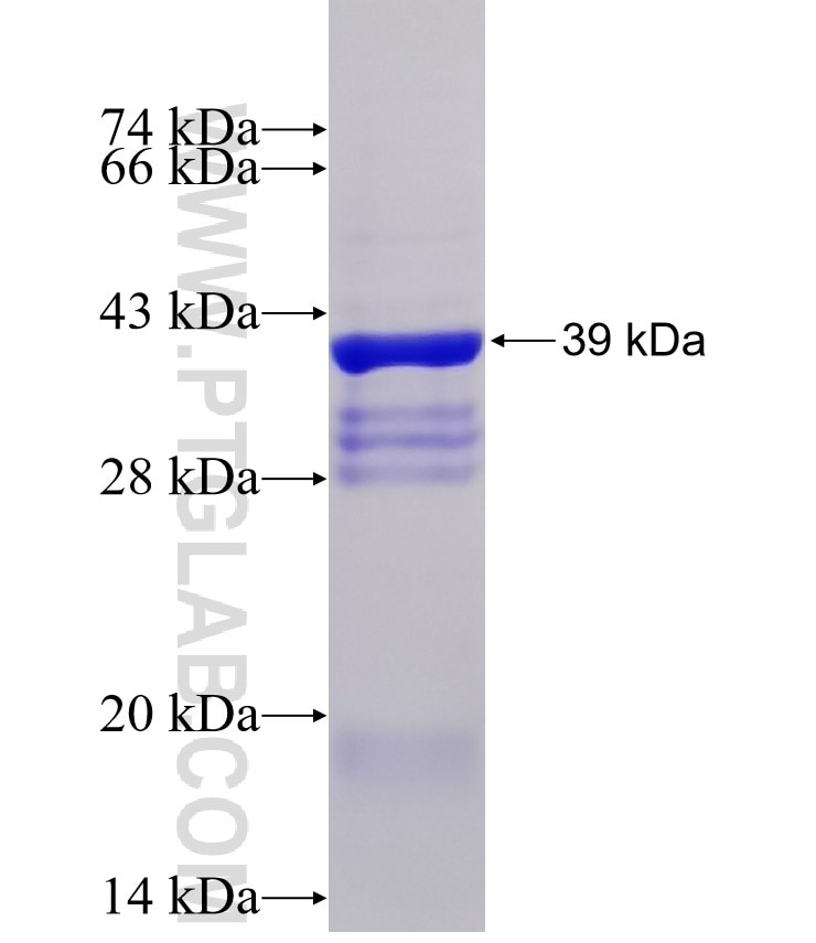 NR1H4 fusion protein Ag21948 SDS-PAGE