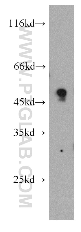 Western Blot (WB) analysis of mouse colon tissue using PXR Polyclonal antibody (15607-1-AP)