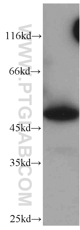 Western Blot (WB) analysis of A549 cells using PXR Polyclonal antibody (15607-1-AP)