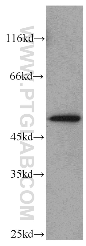 Western Blot (WB) analysis of HepG2 cells using PXR Polyclonal antibody (15607-1-AP)