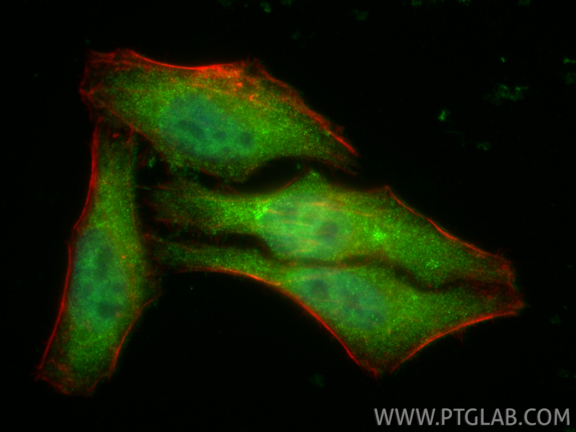 Immunofluorescence (IF) / fluorescent staining of HepG2 cells using CAR/NR1I3 Polyclonal antibody (21042-1-AP)