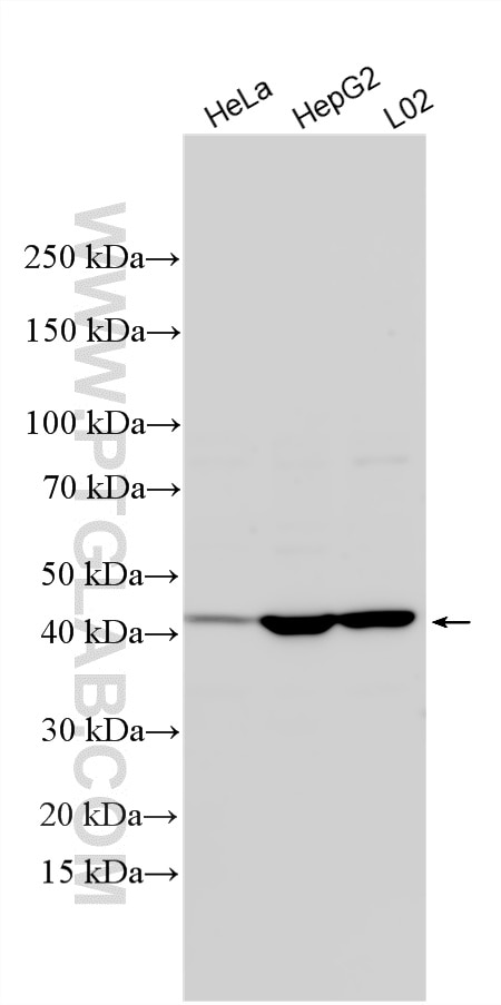 Western Blot (WB) analysis of various lysates using CAR/NR1I3 Polyclonal antibody (21042-1-AP)
