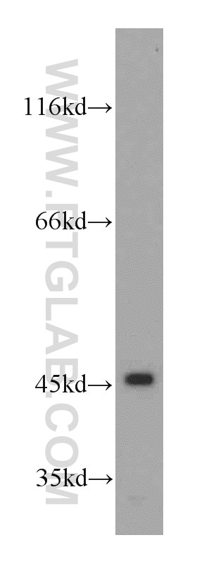 Western Blot (WB) analysis of HeLa cells using NR1I3 Polyclonal antibody (21042-1-AP)