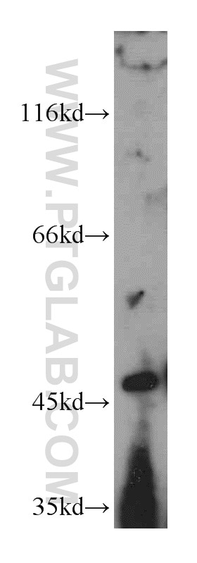 Western Blot (WB) analysis of HepG2 cells using NR1I3 Polyclonal antibody (21042-1-AP)