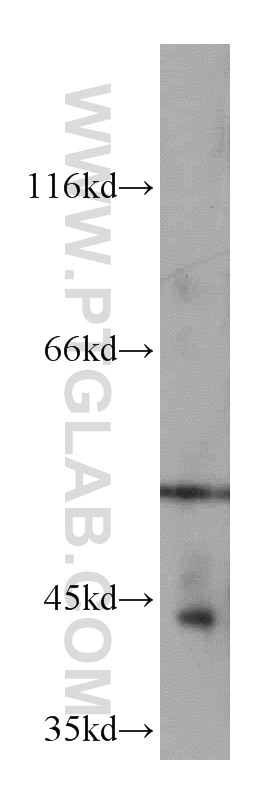 Western Blot (WB) analysis of L02 cells using NR1I3 Polyclonal antibody (21042-1-AP)