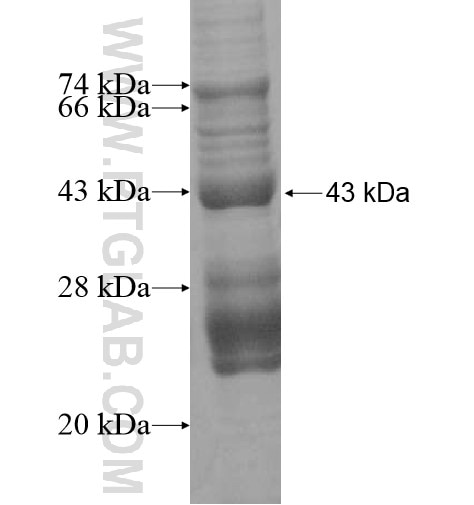 NR1I3 fusion protein Ag15378 SDS-PAGE