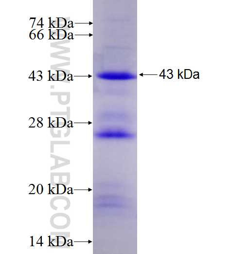 NR2C1 fusion protein Ag5327 SDS-PAGE
