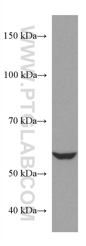 Western Blot (WB) analysis of HeLa cells using NR2C2 Monoclonal antibody (67489-1-Ig)