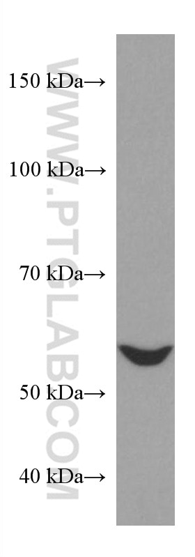 Western Blot (WB) analysis of HEK-293 cells using NR2C2 Monoclonal antibody (67489-1-Ig)