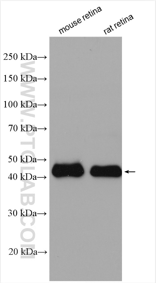 Western Blot (WB) analysis of various lysates using NR2E3 Polyclonal antibody (14246-1-AP)
