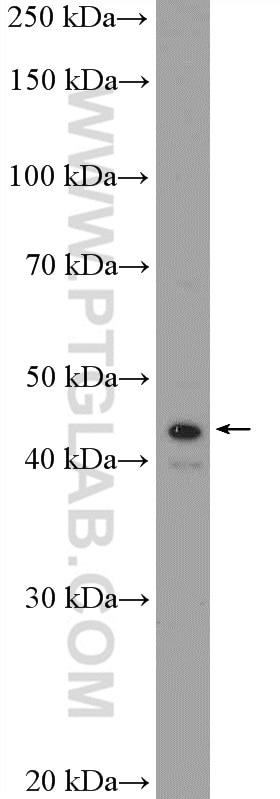 Western Blot (WB) analysis of HepG2 cells using NR2E3 Polyclonal antibody (14246-1-AP)