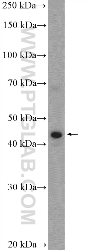 Western Blot (WB) analysis of HepG2 cells using NR2E3 Polyclonal antibody (14246-1-AP)