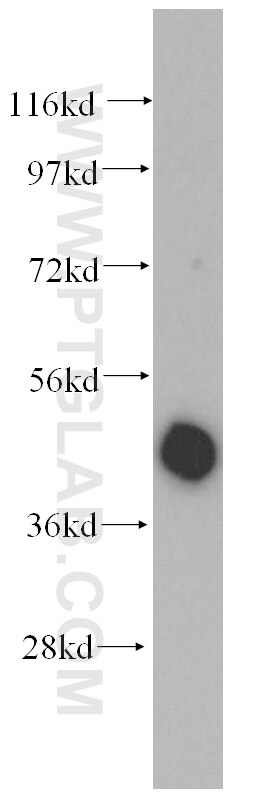 Western Blot (WB) analysis of Y79 cells using NR2E3 Polyclonal antibody (14246-1-AP)