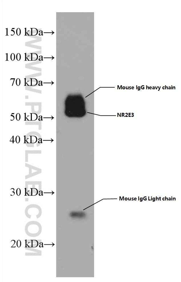 Western Blot (WB) analysis of mouse retina tissue using NR2E3 Monoclonal antibody (66494-1-Ig)