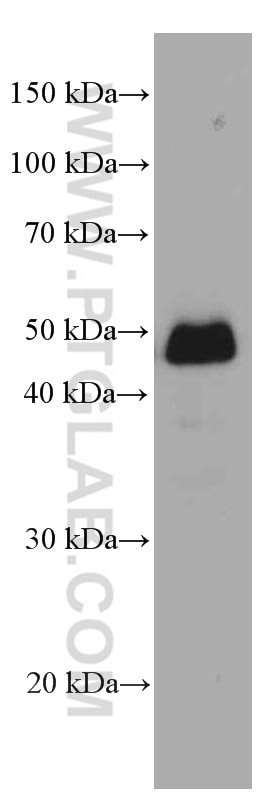 Western Blot (WB) analysis of pig retina tissue using NR2E3 Monoclonal antibody (66494-1-Ig)