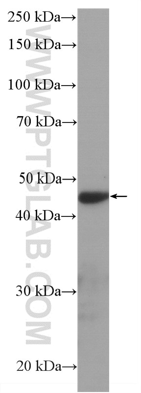 Western Blot (WB) analysis of pig retina tissue using HRP-conjugated NR2E3 Monoclonal antibody (HRP-66494)
