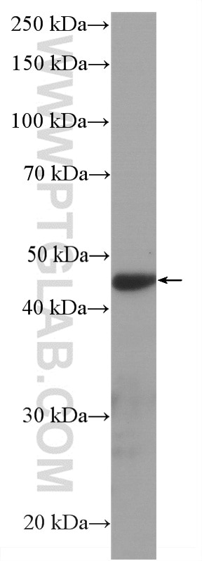 WB analysis of pig retina using HRP-66494