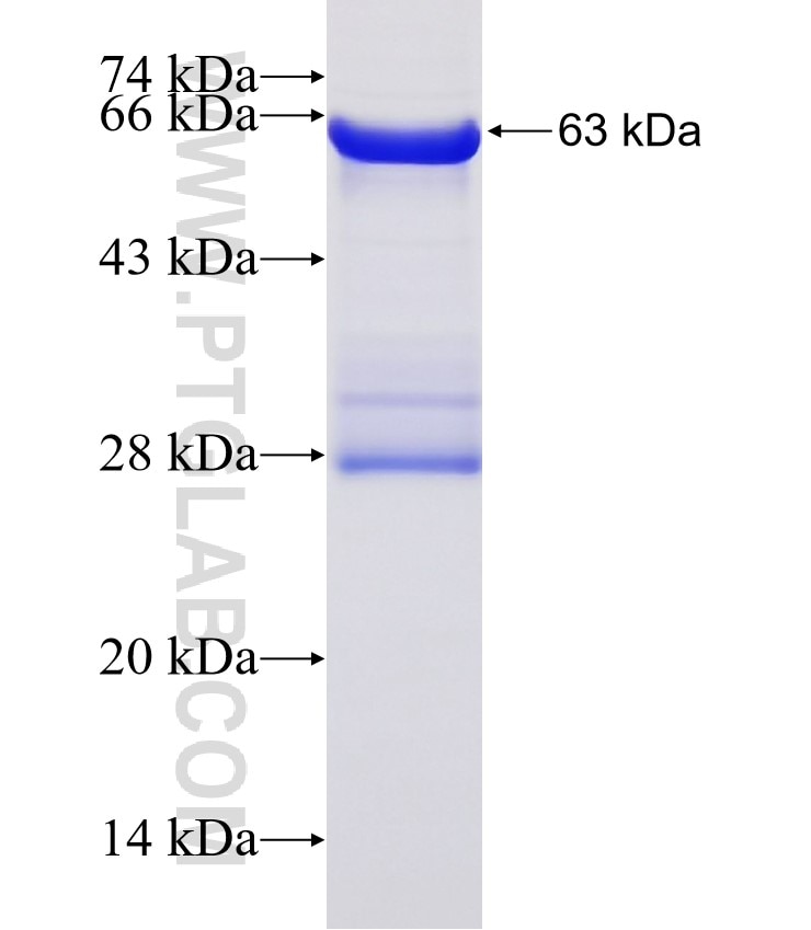 NR2E3 fusion protein Ag5503 SDS-PAGE