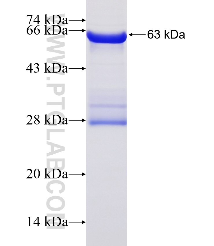 NR2E3 fusion protein Ag5503 SDS-PAGE