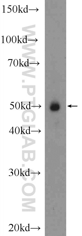 NR2F1 Polyclonal antibody