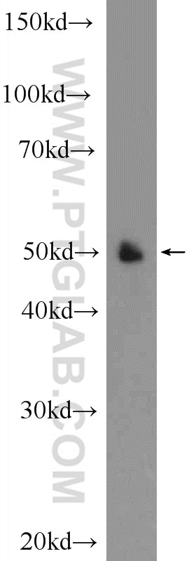 Western Blot (WB) analysis of human placenta tissue using NR2F1 Polyclonal antibody (24573-1-AP)