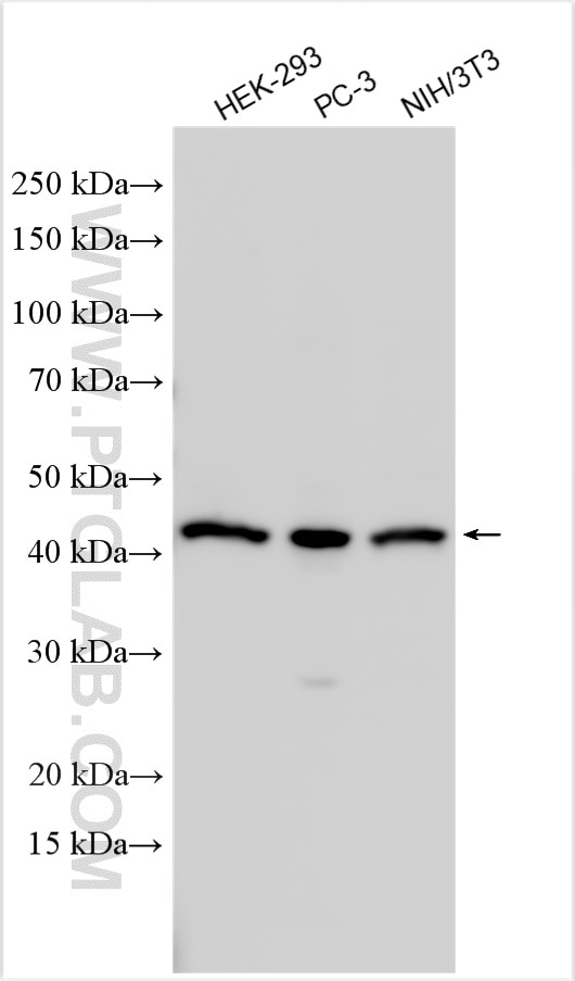 Western Blot (WB) analysis of various lysates using NR2F1 Polyclonal antibody (24573-1-AP)