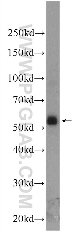 Western Blot (WB) analysis of human placenta tissue using NR2F1 Polyclonal antibody (24573-1-AP)