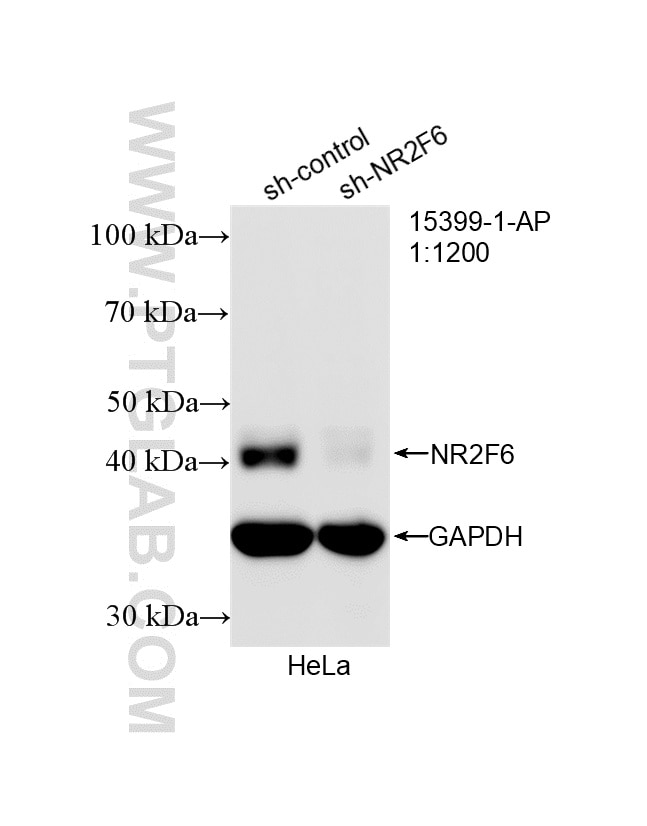 Western Blot (WB) analysis of HeLa cells using NR2F6 Polyclonal antibody (15399-1-AP)