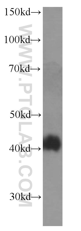 Western Blot (WB) analysis of MCF-7 cells using NR2F6 Monoclonal antibody (60117-1-Ig)