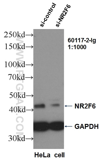 Western Blot (WB) analysis of HeLa cells using NR2F6 Monoclonal antibody (60117-2-Ig)