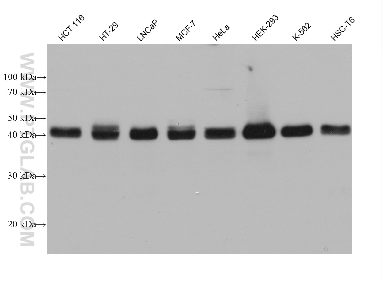 Western Blot (WB) analysis of various lysates using NR2F6 Monoclonal antibody (60117-2-Ig)