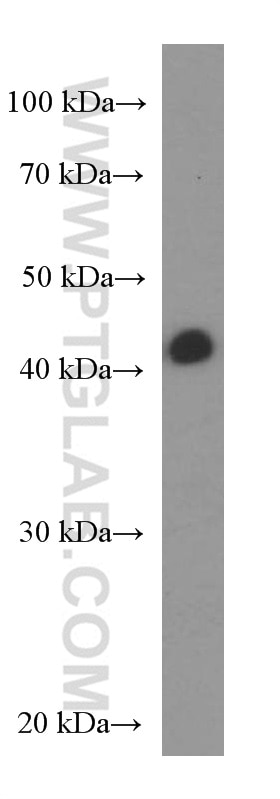Western Blot (WB) analysis of HeLa cells using NR2F6 Monoclonal antibody (60117-2-Ig)