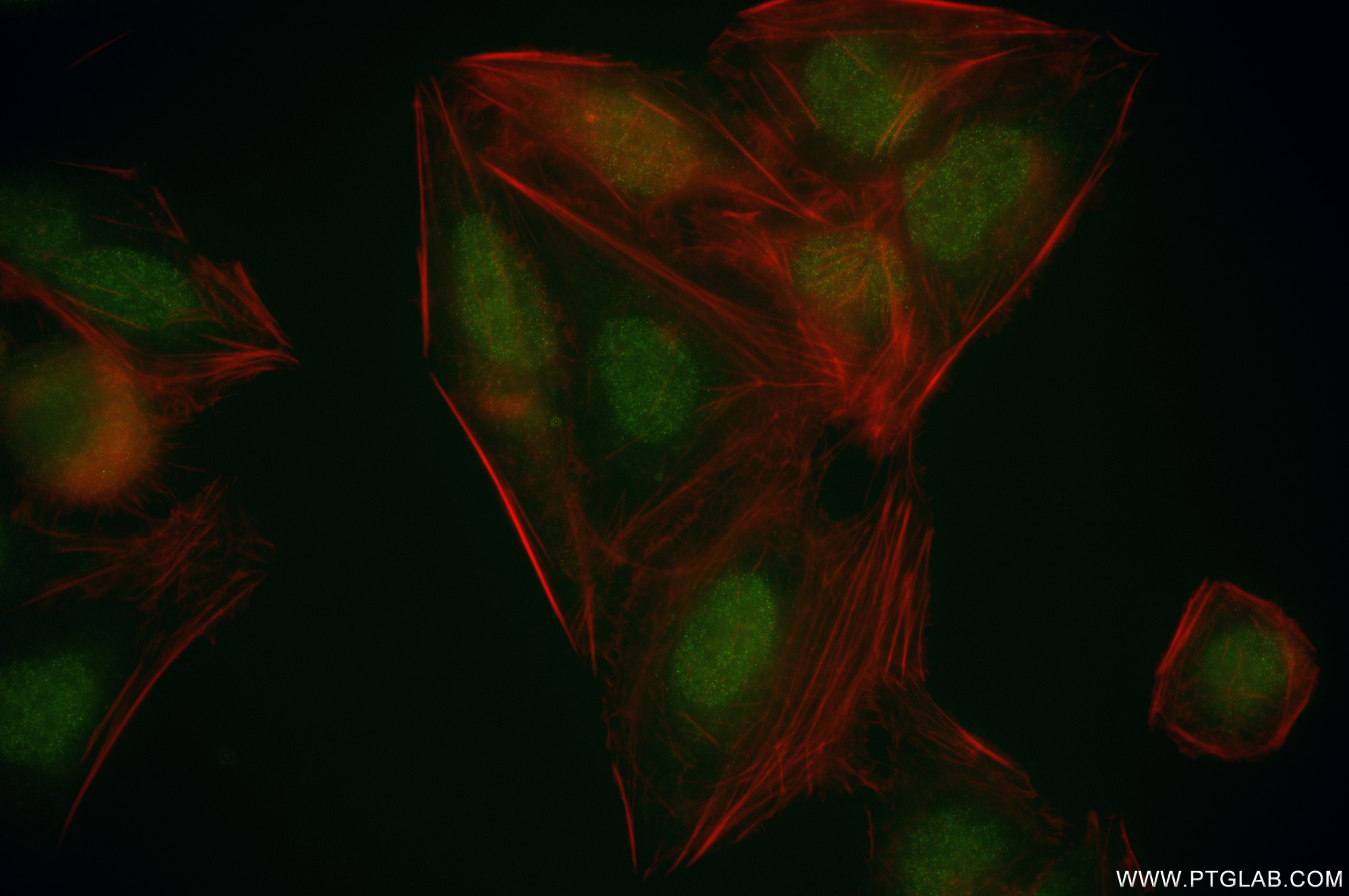 Immunofluorescence (IF) / fluorescent staining of U2OS cells using NR2F6 Recombinant antibody (86371-1-RR)