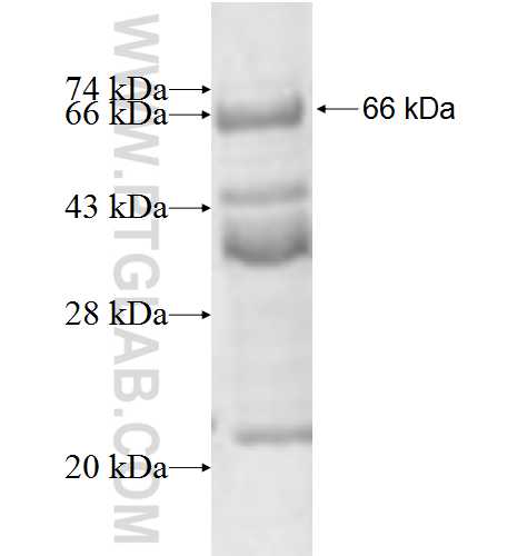 NR2F6 fusion protein Ag7614 SDS-PAGE
