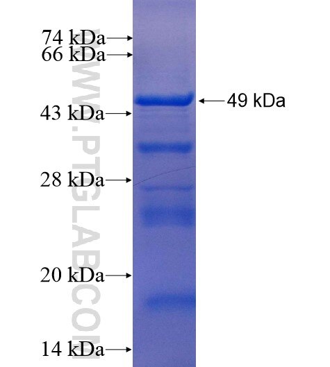 NR2F6 fusion protein Ag7617 SDS-PAGE