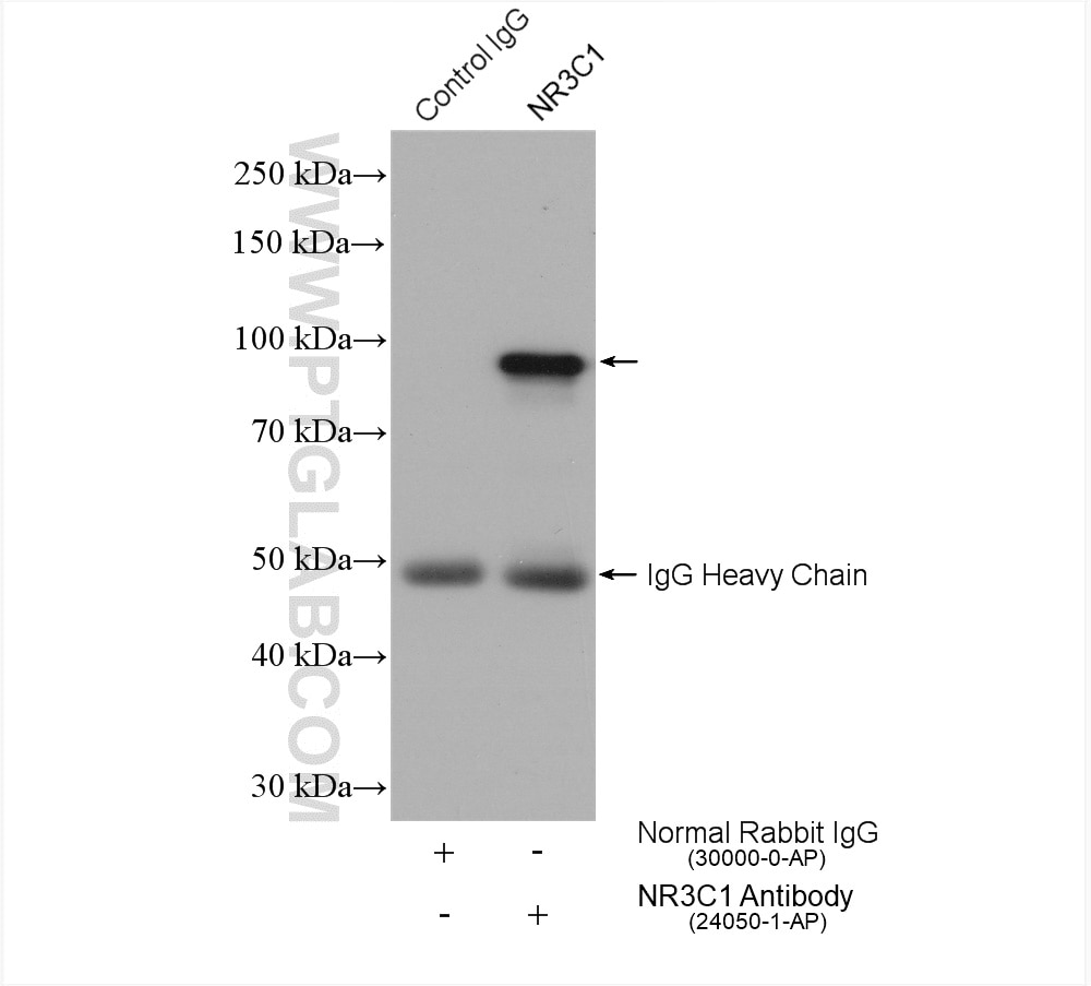Immunoprecipitation (IP) experiment of HepG2 cells using Glucocorticoid receptor Polyclonal antibody (24050-1-AP)