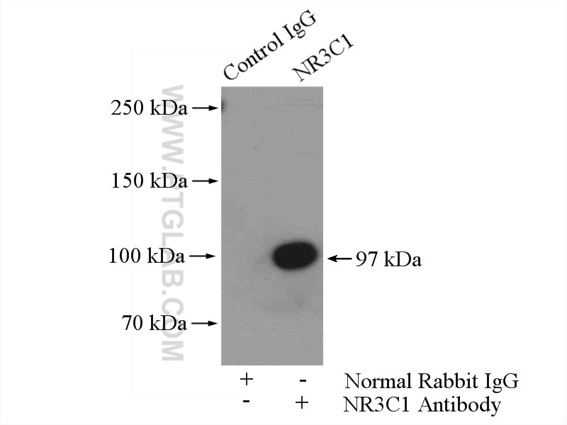 Immunoprecipitation (IP) experiment of mouse heart tissue using Glucocorticoid receptor Polyclonal antibody (24050-1-AP)