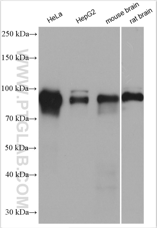 Western Blot (WB) analysis of various lysates using Glucocorticoid receptor Polyclonal antibody (24050-1-AP)