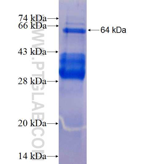 Glucocorticoid receptor fusion protein Ag1768 SDS-PAGE