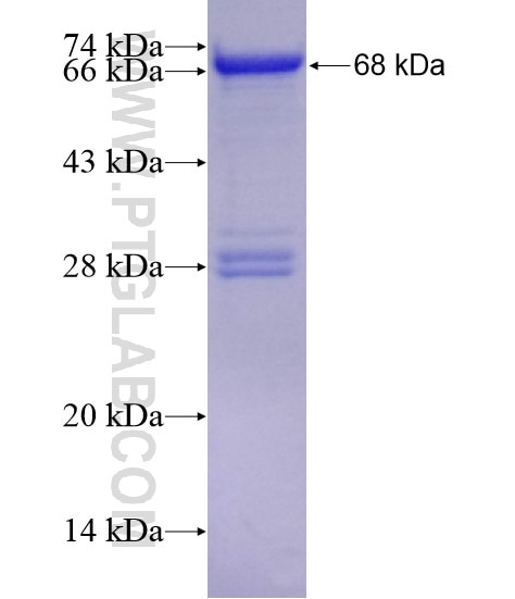 Glucocorticoid receptor fusion protein Ag21146 SDS-PAGE