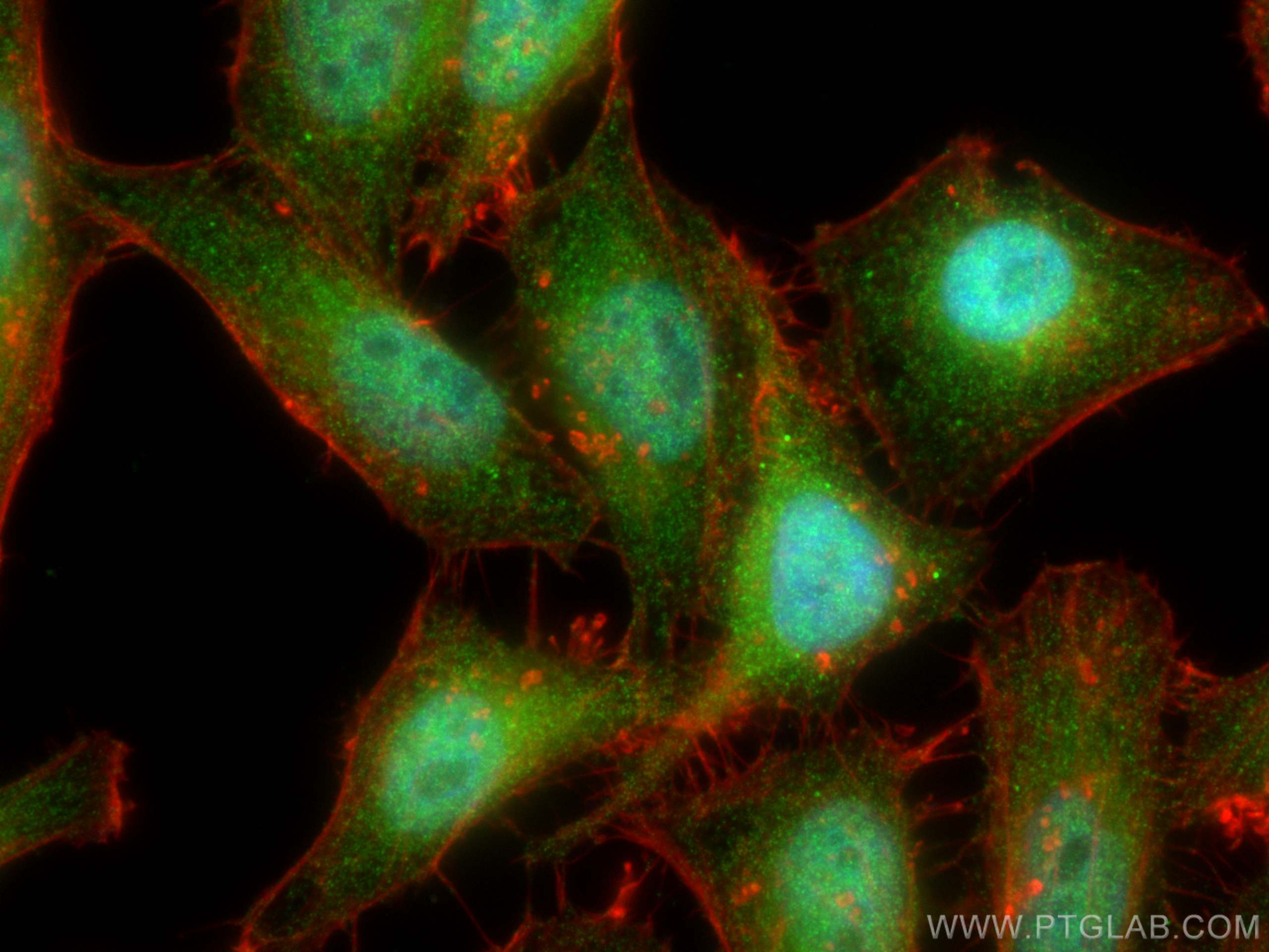 Immunofluorescence (IF) / fluorescent staining of HepG2 cells using NR3C2 Polyclonal antibody (21854-1-AP)