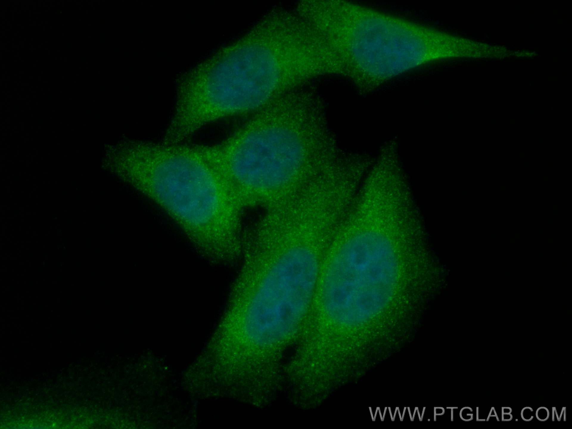 Immunofluorescence (IF) / fluorescent staining of HepG2 cells using CoraLite® Plus 488-conjugated NR3C2 Polyclonal ant (CL488-21854)