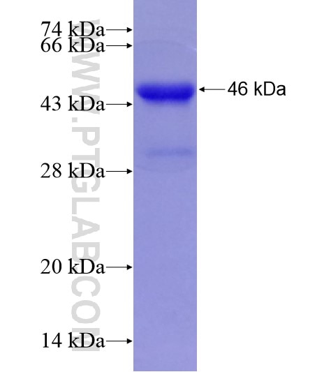 NR3C2 fusion protein Ag28939 SDS-PAGE
