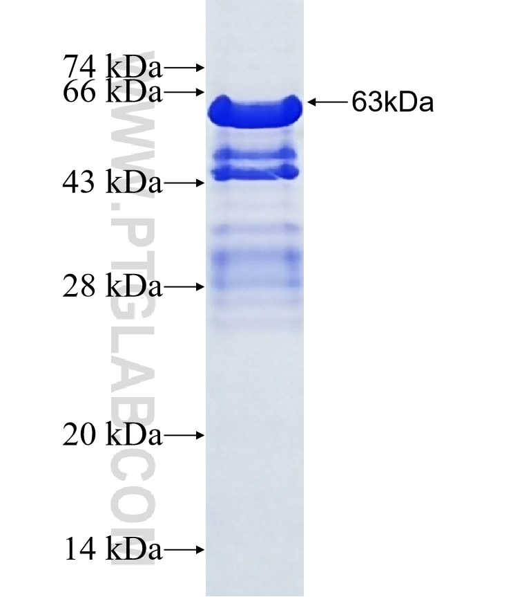 NR3C2 fusion protein Ag16410 SDS-PAGE